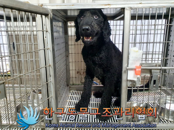 한국동물구조관리협회_411303202300413